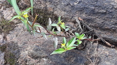 Ludwigia perennis