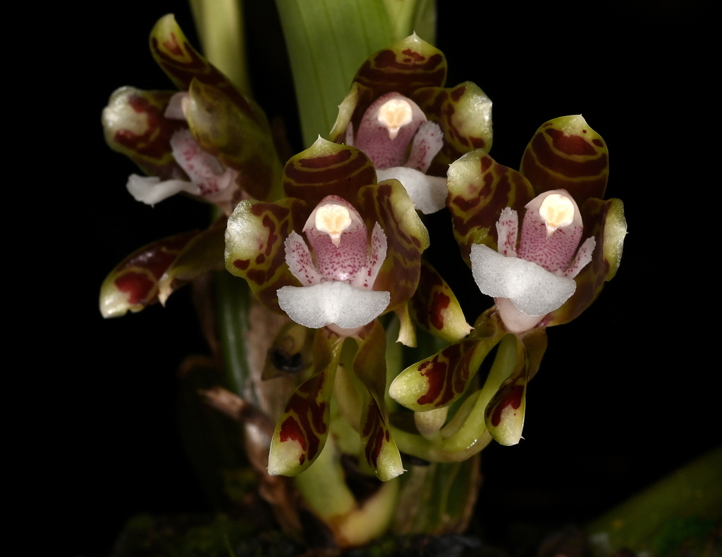 Batemannia