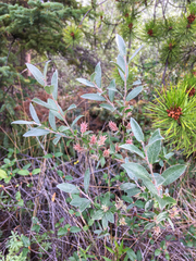 Salix alaxensis