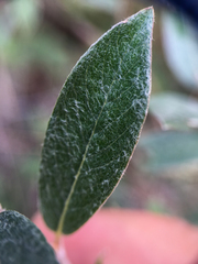 Salix alaxensis