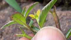 Ludwigia perennis