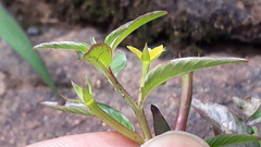 Ludwigia perennis