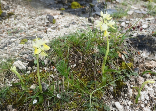 Image of Orchis pauciflora by no rights reserved