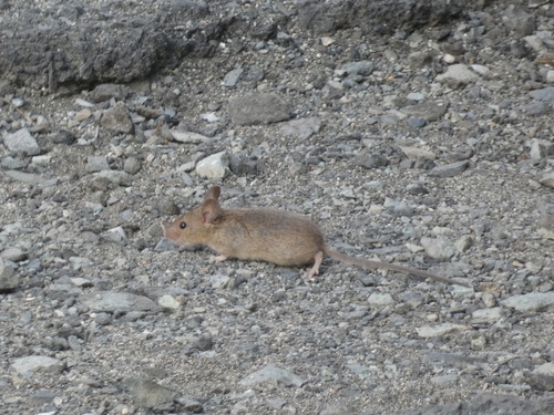 Mus musculus observed 2024-06-28
