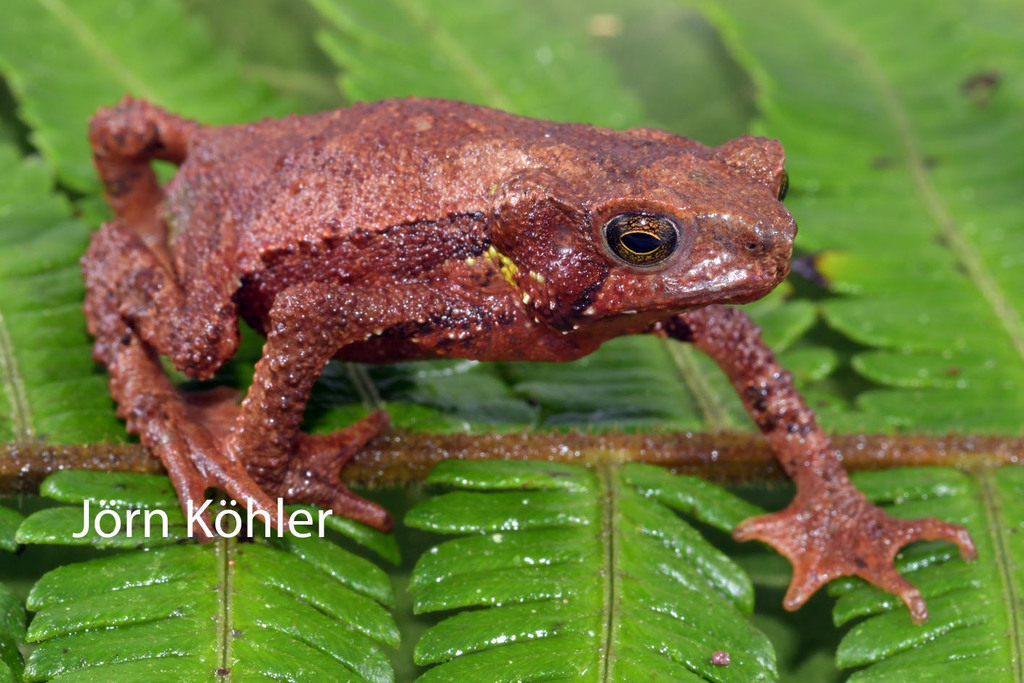 Yanachaga Toad