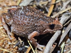 Orange-Crowned Toadlet photo 4