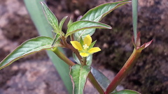 Ludwigia perennis