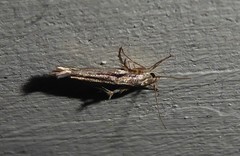 Stathmopoda plumbiflua