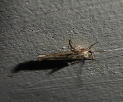 Stathmopoda plumbiflua