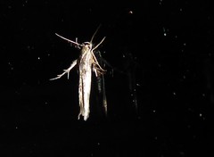 Stathmopoda plumbiflua
