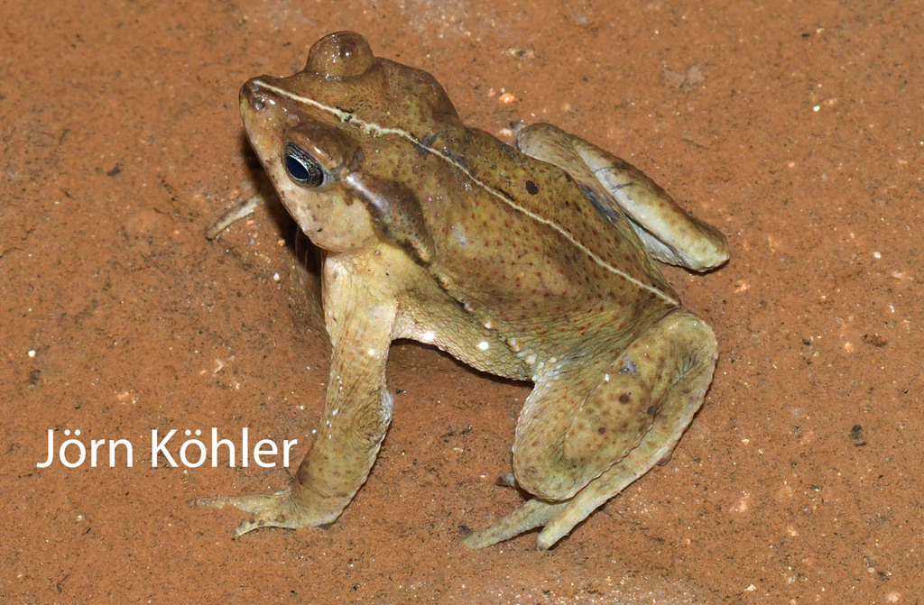 Rio Perene Toad