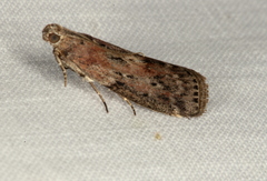 Sciota virgatella
