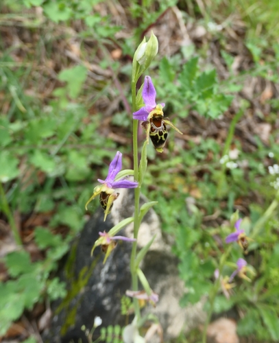 Image of Ophrys oestrifera by no rights reserved