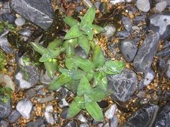 Tradescantia brevifolia