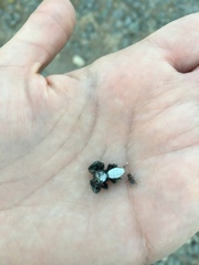 Phidippus octopunctatus