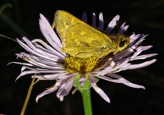 Hesperia assiniboia