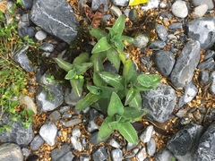 Tradescantia brevifolia
