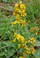 Solidago virgaurea minuta