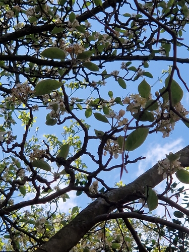 Malus tschonoskii iNat (3)