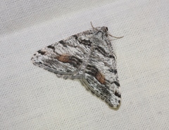 Macaria colata