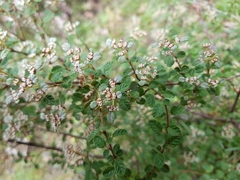 Spyridium parvifolium