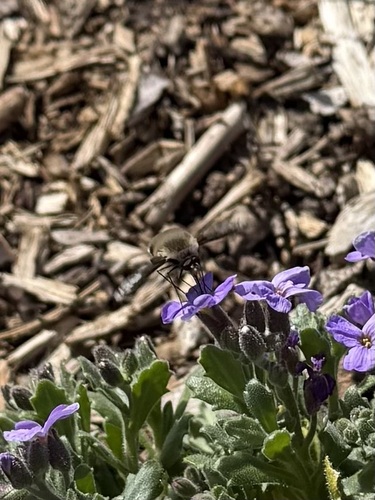 Unknown species found near Lewis And Clark, Missoula, MT, USA