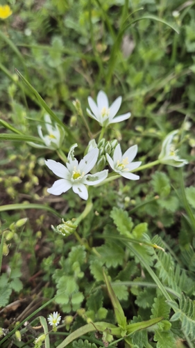 Image of Ornithogalum orthophyllum by (c) Christoph Moning, some rights reserved (CC BY)