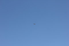Falconiformes