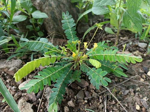 little tree plant
