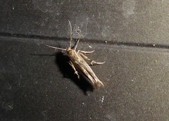 Stathmopoda plumbiflua