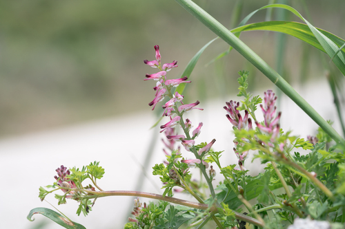 Petter's Fumitory (Fumaria petteri)