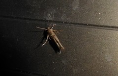 Stathmopoda plumbiflua