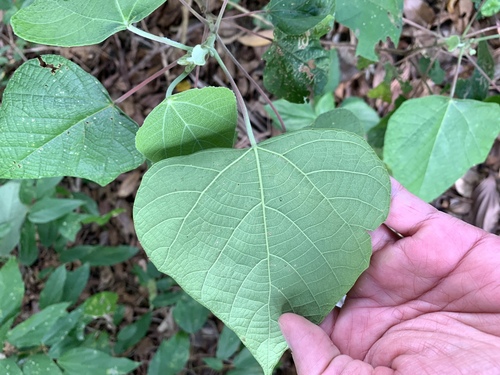 Image of Macaranga involucrata by (c) 呂一起(Lu i-chi), some rights reserved (CC BY)