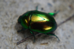 Macraspis chrysis