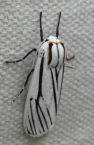 Clio Tiger Moth photo 5