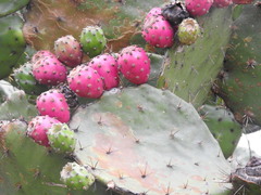Opuntia