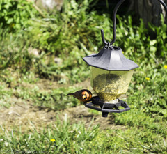 Cardinalis cardinalis