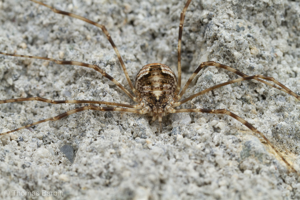 Daddy Longlegs Revisited (Family Phalangiidae) – Field Station