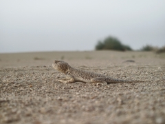 Laungwala Long-Headed Lizard photo 5