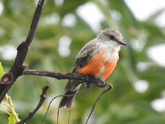 Pyrocephalus rubinus