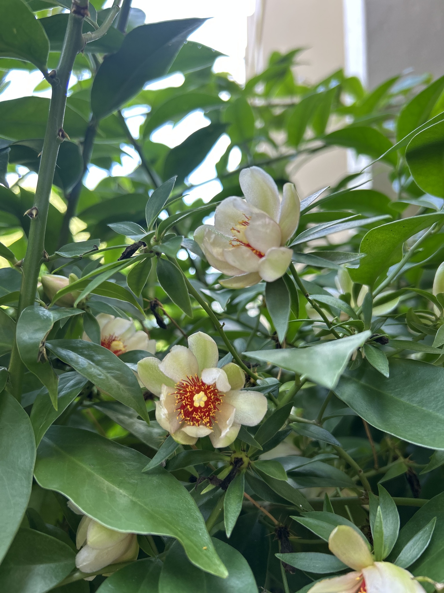 Pereskia aculeata