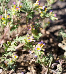 Phacelia bicolor