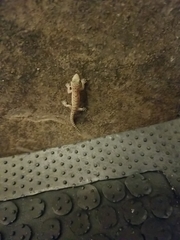 Hemidactylus parvimaculatus