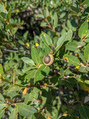 Quercus vacciniifolia