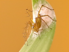 Oxyopes papuanus