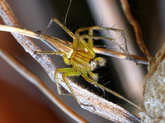 Oxyopes papuanus