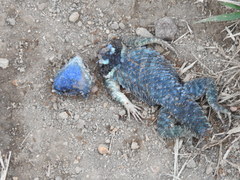 Sceloporus torquatus