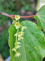 Comb Maple (Acer pectinatum)