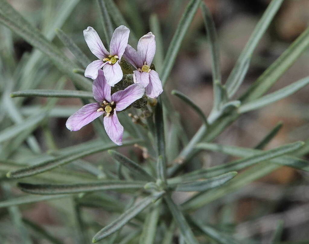 Parolinia schizogynoides