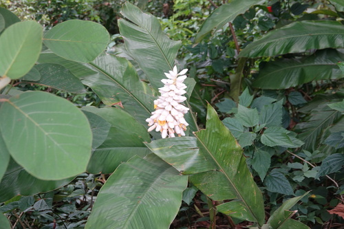 Image of Alpinia hainanensis by (c) Rex Leung, some rights reserved (CC BY)